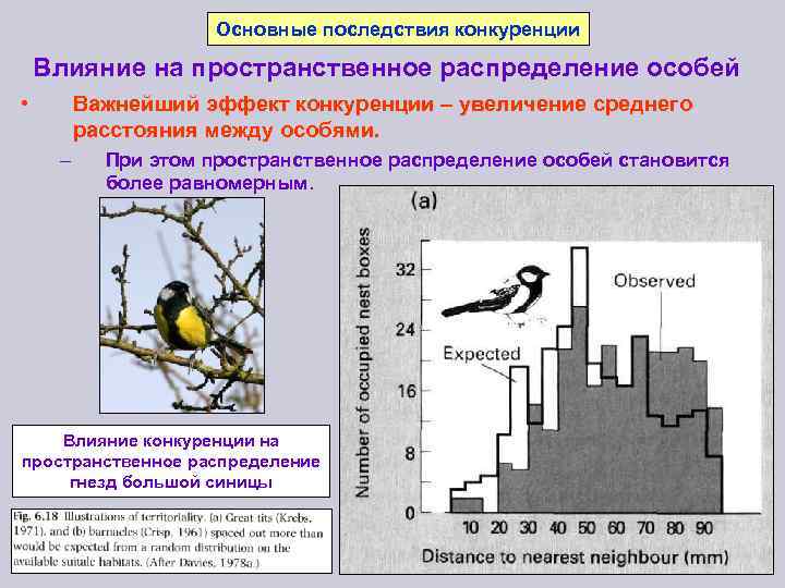 Основные последствия конкуренции Влияние на пространственное распределение особей • Важнейший эффект конкуренции – увеличение