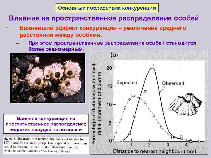 Основные последствия конкуренции Влияние на пространственное распределение особей • Важнейший эффект конкуренции – увеличение