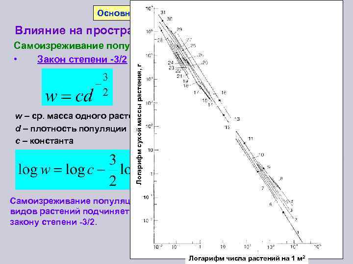 Основные последствия конкуренции Влияние на пространственное распределение особей Логарифм сухой массы растения, г Самоизреживание