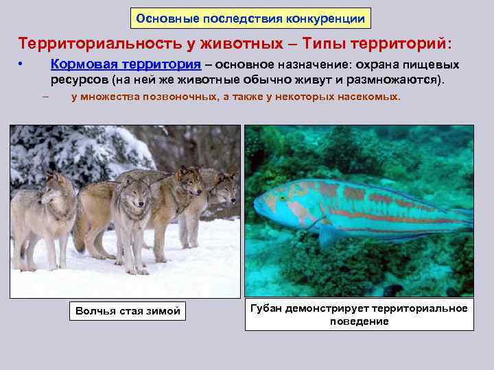 Основные последствия конкуренции Территориальность у животных – Типы территорий: • Кормовая территория – основное