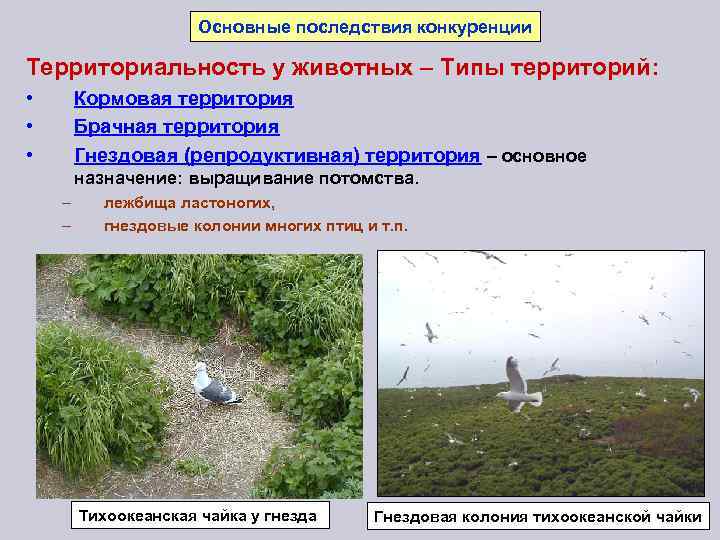 Основные последствия конкуренции Территориальность у животных – Типы территорий: • • • Кормовая территория