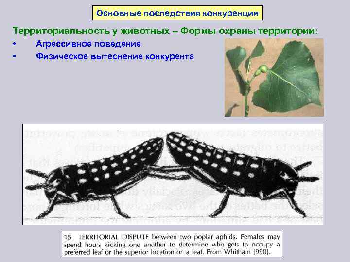 Основные последствия конкуренции Территориальность у животных – Формы охраны территории: • • Агрессивное поведение
