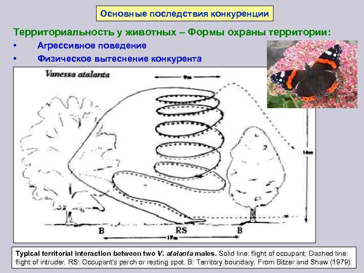 Основные последствия конкуренции Территориальность у животных – Формы охраны территории: • • Агрессивное поведение