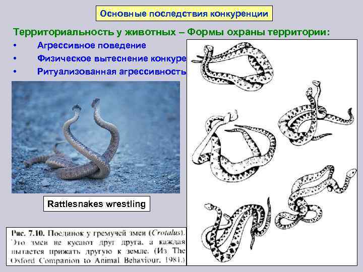 Основные последствия конкуренции Территориальность у животных – Формы охраны территории: • • • Агрессивное
