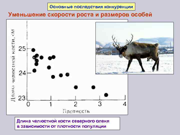 Основные последствия конкуренции Уменьшение скорости роста и размеров особей Длина челюстной кости северного оленя