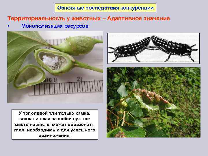 Основные последствия конкуренции Территориальность у животных – Адаптивное значение • Монополизация ресурсов У тополевой