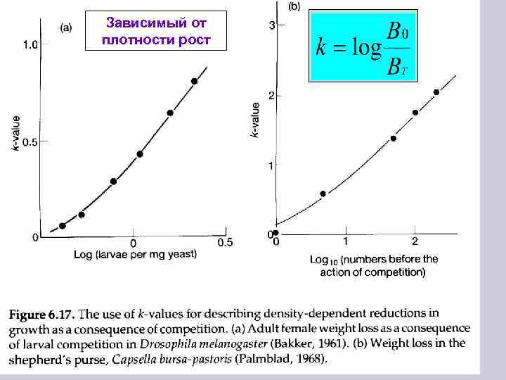Зависимый от плотности рост 