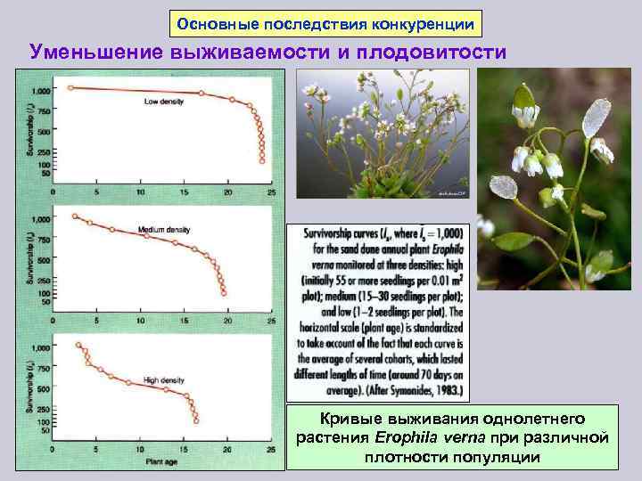 Основные последствия конкуренции Уменьшение выживаемости и плодовитости Кривые выживания однолетнего растения Erophila verna при