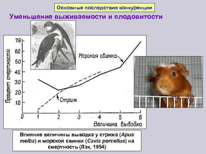 Основные последствия конкуренции Уменьшение выживаемости и плодовитости Влияние величины выводка у стрижа (Apus melba)