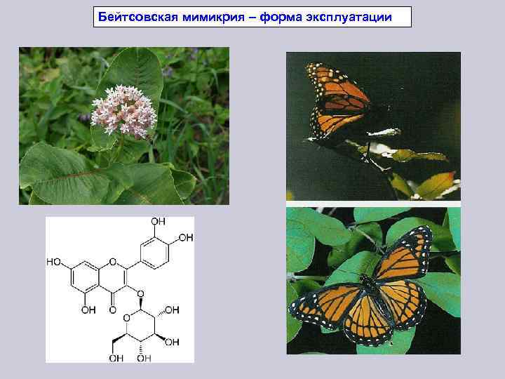 Карта игры мимикрия