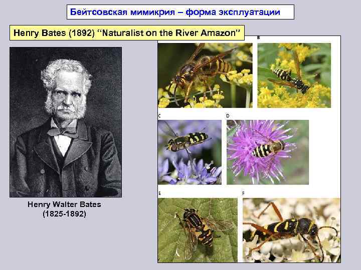 Бейтсовская мимикрия – форма эксплуатации Henry Bates (1892) “Naturalist on the River Amazon” Henry