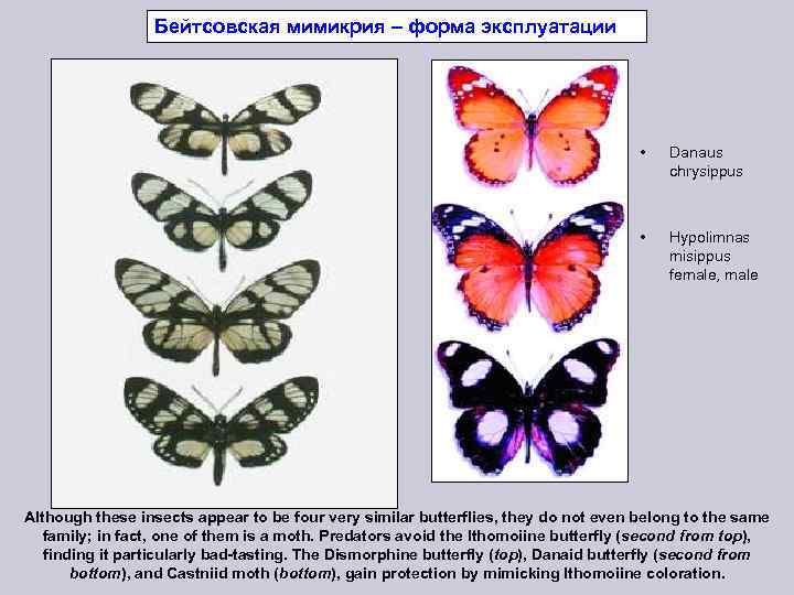 Карта игры мимикрия