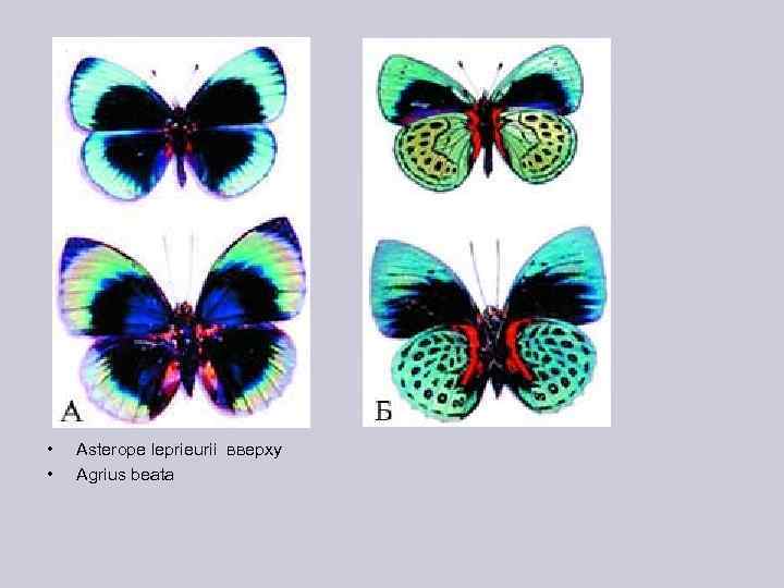  • • Asterope leprieurii вверху Agrius beata 