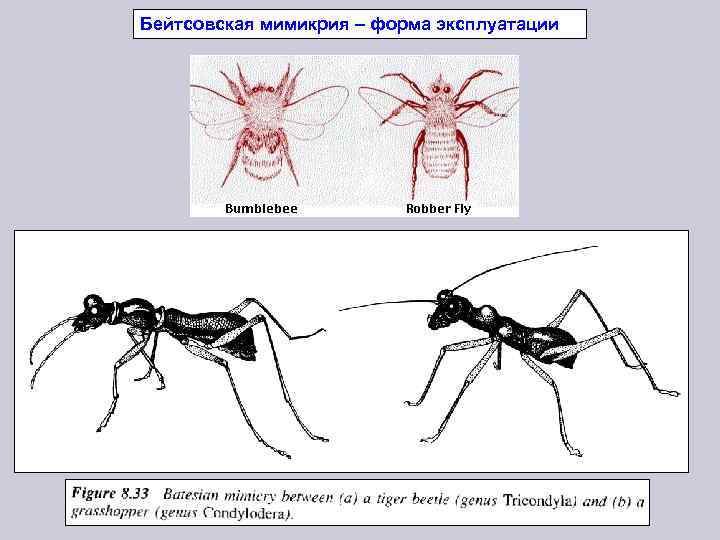 Бейтсовская мимикрия – форма эксплуатации 