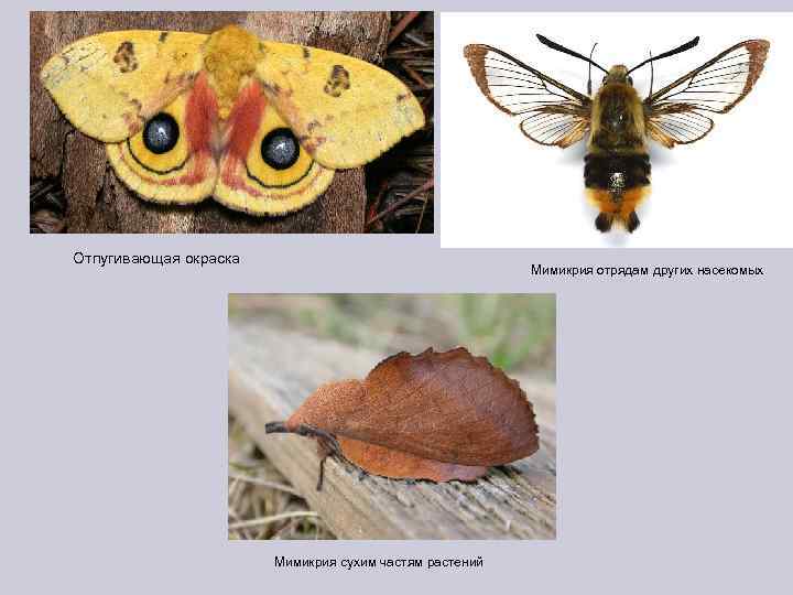 Отпугивающая окраска Мимикрия отрядам других насекомых Мимикрия сухим частям растений 