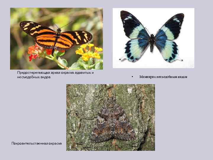 Предостерегающая яркая окраска ядовитых и несъедобных видов. Покровительственная окраска • Мимикрия несъедобным видам 