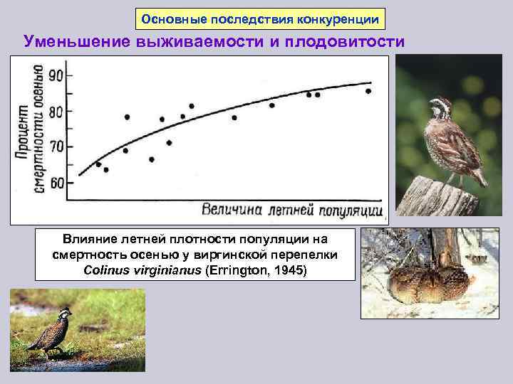 Конкуренция популяций