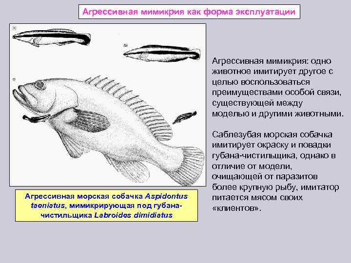 Агрессивная мимикрия как форма эксплуатации Агрессивная мимикрия: одно животное имитирует другое с целью воспользоваться