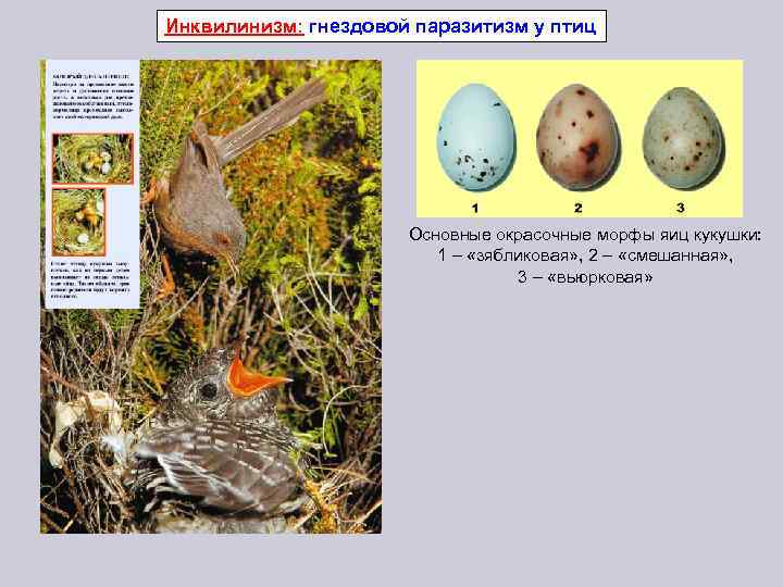 Инквилинизм: гнездовой паразитизм у птиц Основные окрасочные морфы яиц кукушки: 1 – «зябликовая» ,