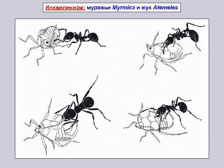 Инквилинизм: муравьи Myrmica и жук Atemeles 