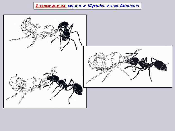 Инквилинизм: муравьи Myrmica и жук Atemeles 