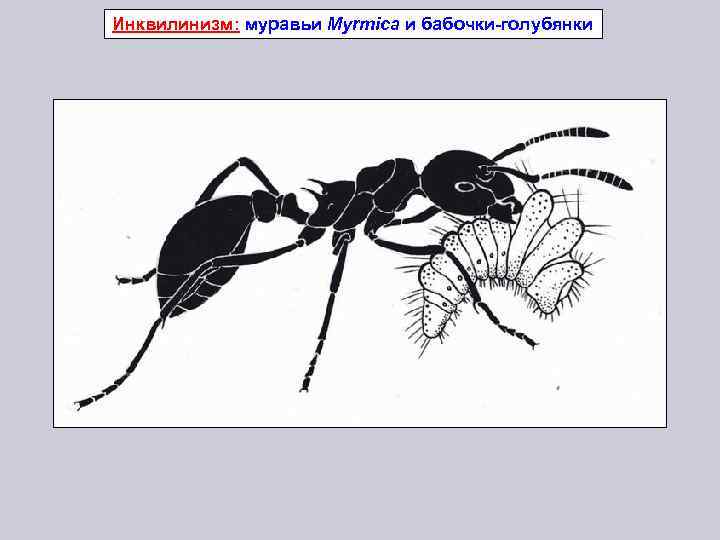 Инквилинизм: муравьи Myrmica и бабочки-голубянки 