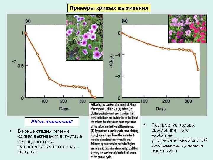 Примеры кривых выживания Phlox drummondii • В конце стадии семени кривая выживания вогнута, а