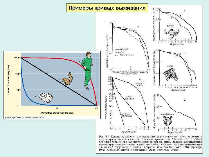 Примеры кривых выживания 