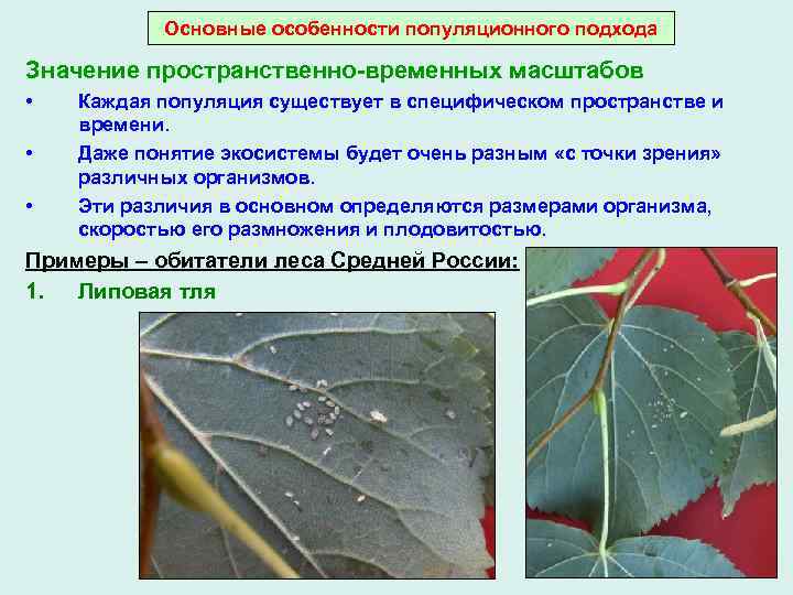 Основные особенности популяционного подхода Значение пространственно-временных масштабов • • • Каждая популяция существует в