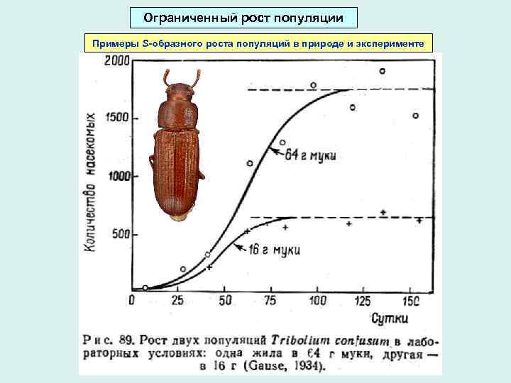 Ограниченный рост популяции Примеры S-образного роста популяций в природе и эксперименте 