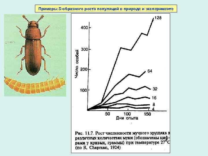 Примеры S-образного роста популяций в природе и эксперименте 