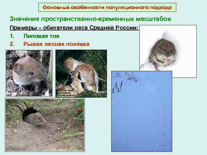 Основные особенности популяционного подхода Значение пространственно-временных масштабов Примеры – обитатели леса Средней России: 1.