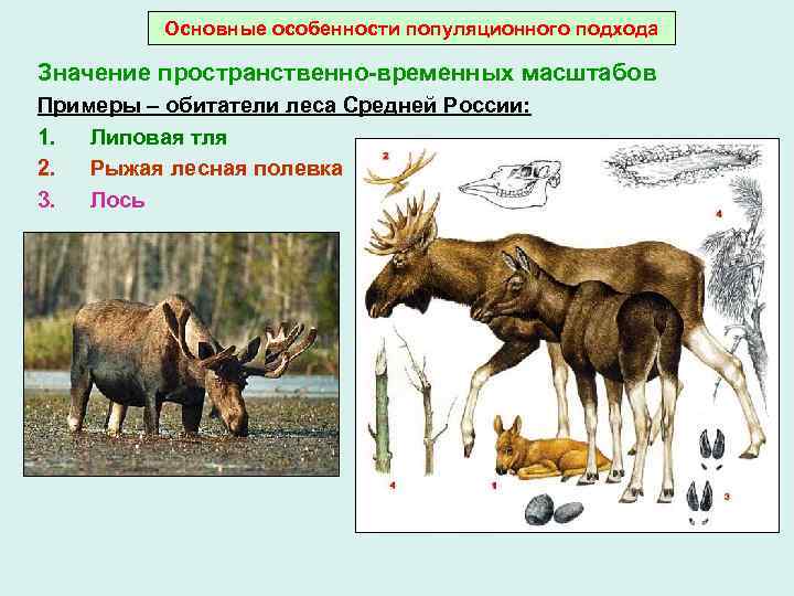 Основные особенности популяционного подхода Значение пространственно-временных масштабов Примеры – обитатели леса Средней России: 1.