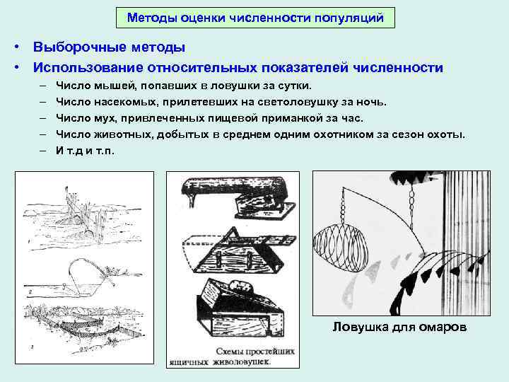 Какой метод для определения численности популяции показан на рисунке