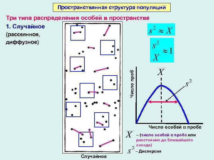 Пространство распределений. Типы пространственного распределения особей популяции. Агрегированная пространственная структура. Типы пространственной структуры популяций. Типы пространственного распределения.