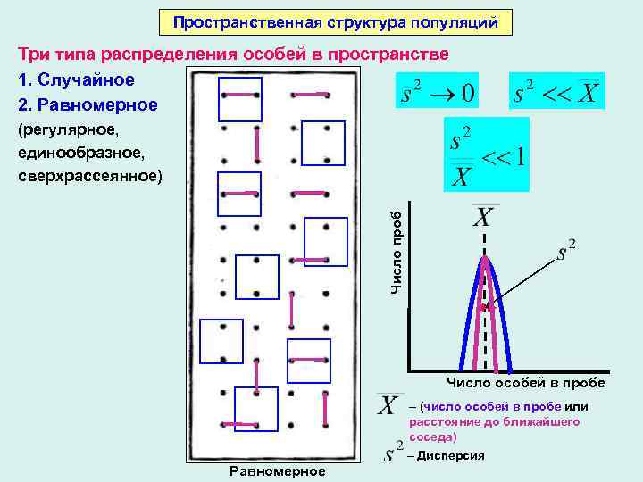 Формы существования особей в популяции. Пространственная структура популяции. Типы пространственного распределения особей популяции. Типы распределения особей единообразное. Геометрическое распределение особей в пространстве.