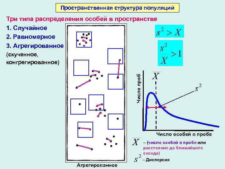 Тип пространственного распределения особей популяции представленный на рисунке характеризуется как