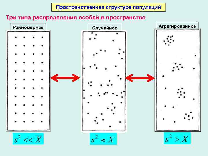 Тип пространственного распределения особей популяции представленный на рисунке характеризуется как