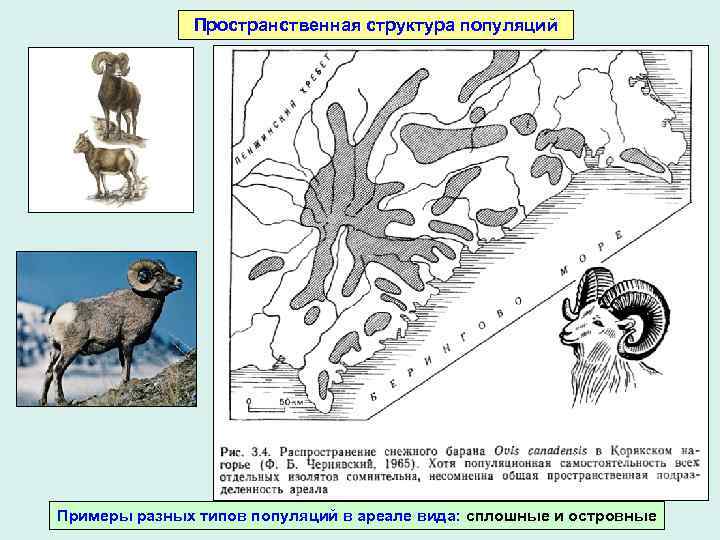 Вымирающая популяция схема