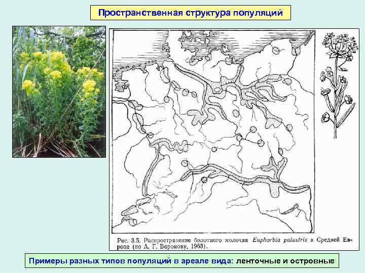 Пространственная структура популяций Примеры разных типов популяций в ареале вида: ленточные и островные 