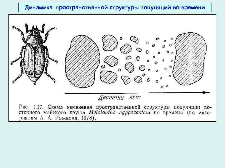 Динамика пространственной структуры популяций во времени 
