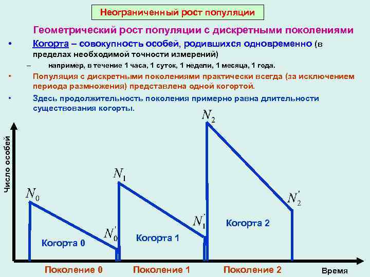 Неограниченный рост популяции Геометрический рост популяции с дискретными поколениями • Когорта – совокупность особей,