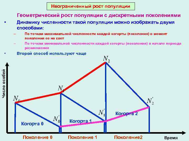 Неограниченный рост популяции Геометрический рост популяции с дискретными поколениями • Динамику численности такой популяции