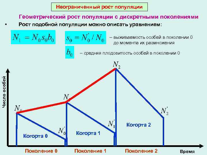 Неограниченный рост популяции Геометрический рост популяции с дискретными поколениями • Рост подобной популяции можно