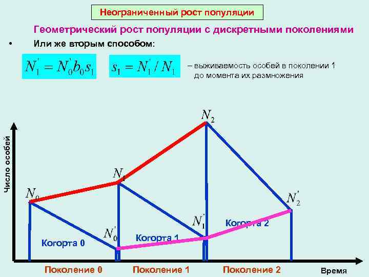 Неограниченный рост популяции Геометрический рост популяции с дискретными поколениями • Или же вторым способом: