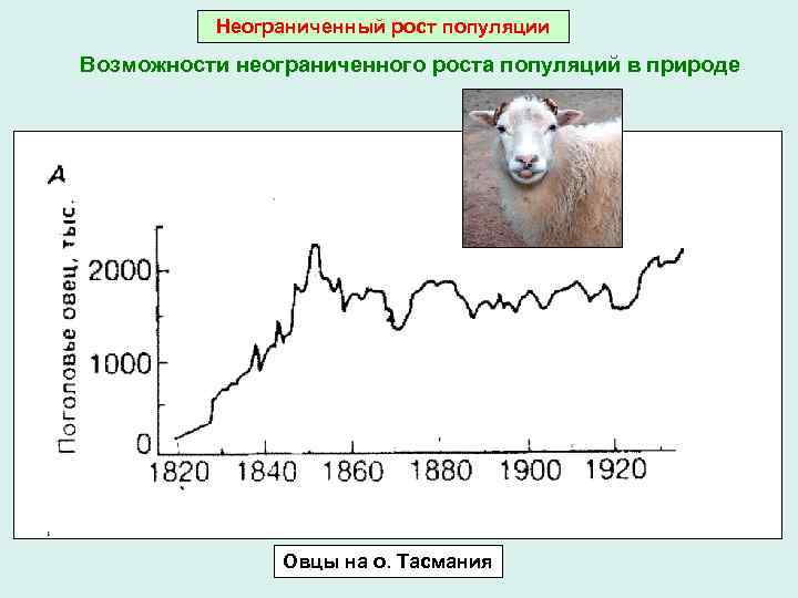 Рост популяции