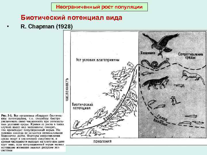 Неограниченный рост популяции Биотический потенциал вида • R. Chapman (1928) 