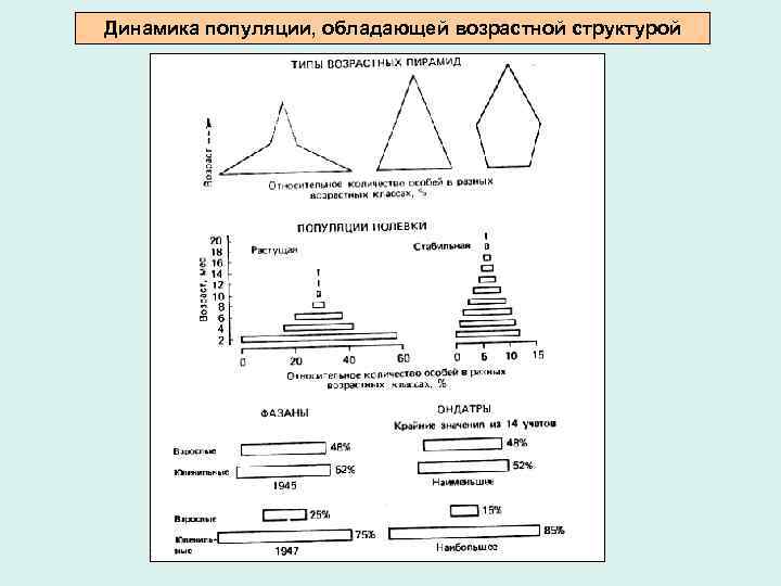 Динамика популяции, обладающей возрастной структурой 