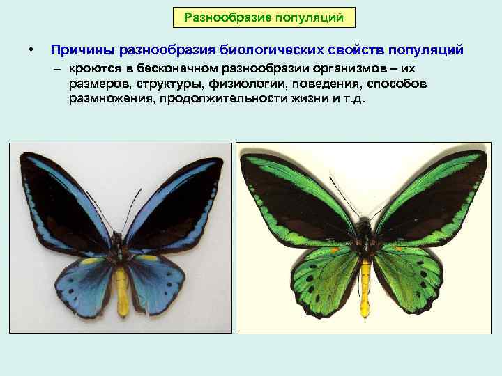 Разнообразие популяций • Причины разнообразия биологических свойств популяций – кроются в бесконечном разнообразии организмов