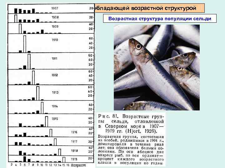 Динамика популяции, обладающей возрастной структурой Возрастная структура популяции сельди 